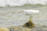 Eastern Reef Egret