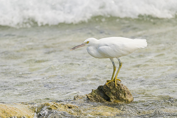 Eastern Reef Egret