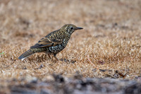 Bassian Thrush