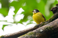 White-faced Robin