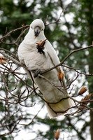 Sulfur-crested Cockatoo