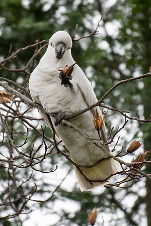 Sulfur-crested Cockatoo