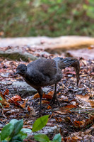 Superb Lyrebird
