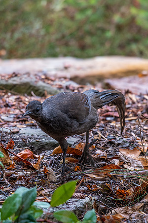 Superb Lyrebird