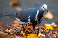 Wonga Pigeon