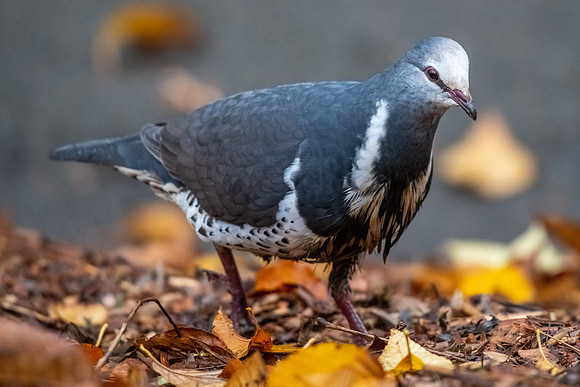 Wonga Pigeon