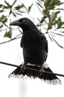 Pied Currawong