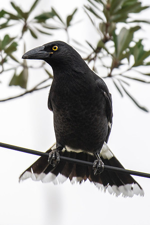 Pied Currawong