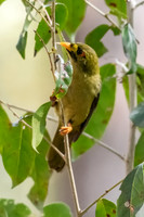 Bell Miner