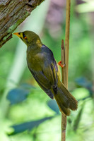 Bell Miner
