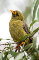 Bell Miner