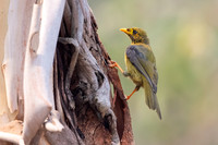 Bell Miner