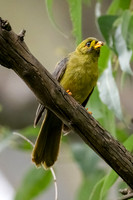 Bell Miner