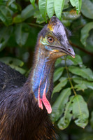 Southern Cassowary