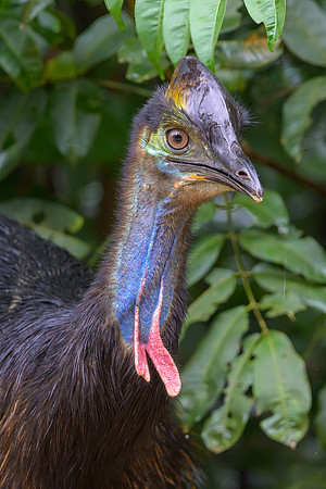 Southern Cassowary