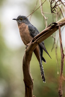 Fan-tailed Cuckoo
