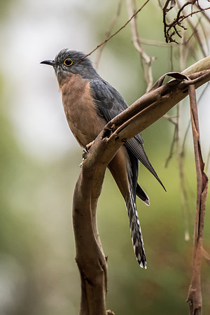 Fan-tailed Cuckoo