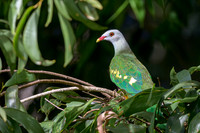 Wompoo Pigeon