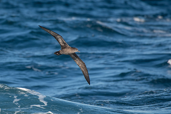 Wedge-tailed Shearwater