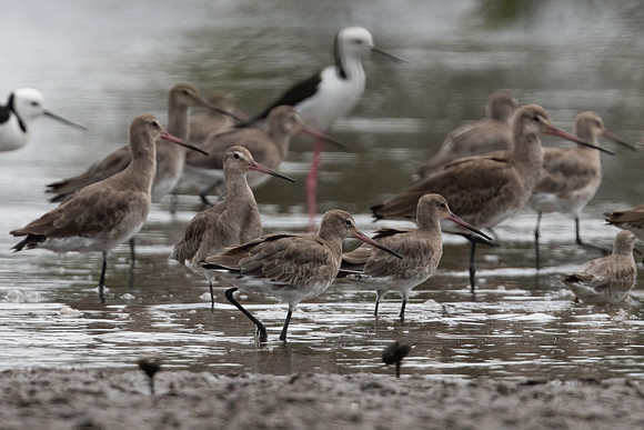 Black-tailed Godwit