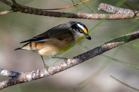 Striated Pardalote