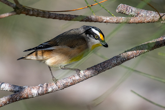 Striated Pardalote