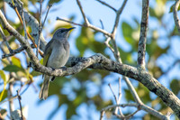 Brown Honeyeater
