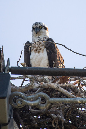Eastern Osprey