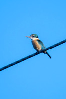 Sacred Kingfisher