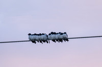 White-breasted Woodswallow