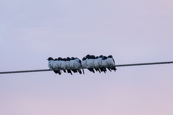 White-breasted Woodswallow