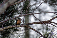 Sacred Kingfisher