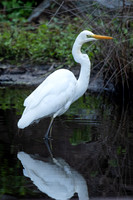 Great Egret