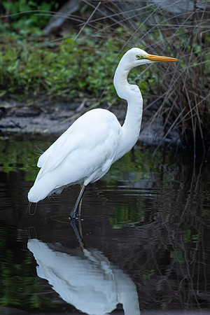 Great Egret
