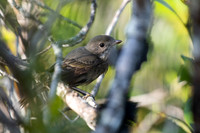 Golden Whistler