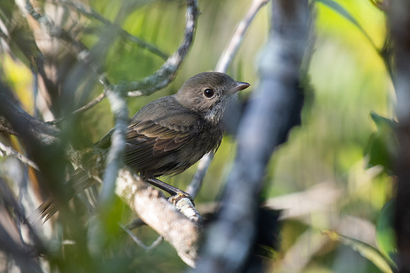Golden Whistler