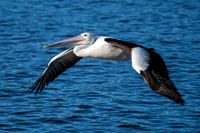 Australian Pelican