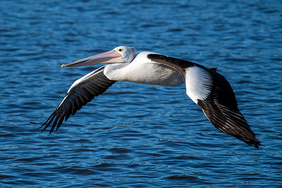 Australian Pelican