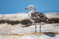 Kelp Gull