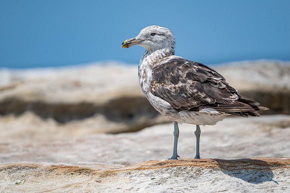 Kelp Gull