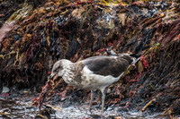 Kelp Gull