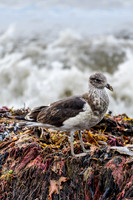 Kelp Gull