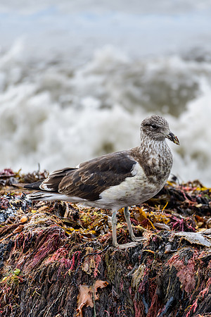 Kelp Gull