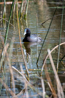 Eurasian Coot
