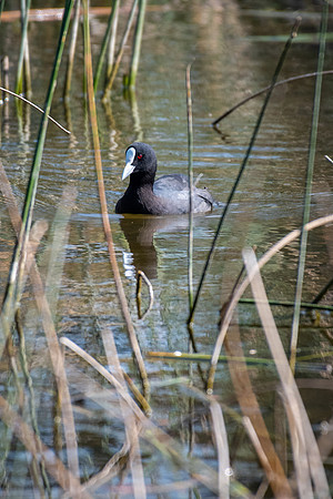 Eurasian Coot