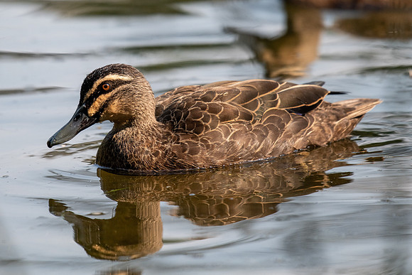 Pacific Black Duck