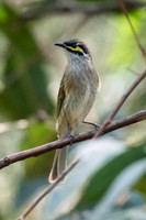 Yellow-faced Honeyeater
