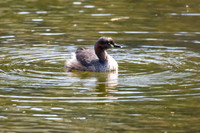 Australasian Grebe