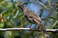 Little Wattlebird