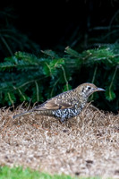 Bassian Thrush